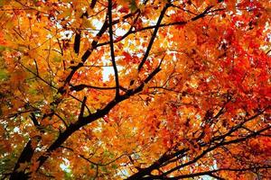 rouge érable feuilles dans l'automne. photo