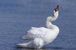 blanc cygne permanent à côte et en buvant l'eau photo