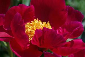 proche en haut de vineux pivoine dans jardin photo