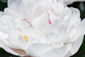 proche en haut de blanc pivoine fleur photo