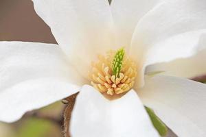 proche en haut de blanc magnolia arbre fleur photo