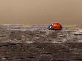 coccinelle sur en bois clôture photo