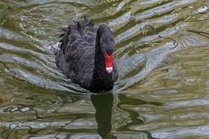 cygne noir nageant dans le lac photo