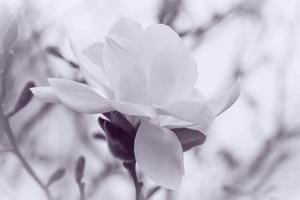 blanc magnolia épanouissement coloré dans violet photo