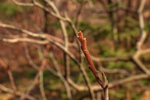 branches avec bourgeons de corne de cerf sumac dans de bonne heure printemps dans le jardin. photo