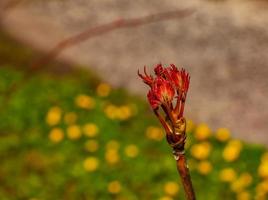 bourgeons sur le branches de une pivoine arbre fermer. paeonia suffrutique dans printemps dans le jardin. photo