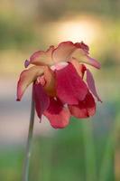 sarracénie purpurea plante dans une printemps jardin. photo