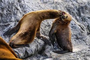 Jouer aux phoques dans le canal Beagle, Ushuaia, Argentine photo