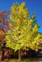 ginkgo biloba feuilles brillant Jaune sur branche arbre avec bleu ciel à jour photo