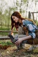 femme sourit à la recherche à le poulet elle détient près le mangeoire dans sa mains sur le cultiver, ferme la main d'oeuvre pour élevage en bonne santé des oiseaux et alimentation leur biologique nourriture dans la nature photo