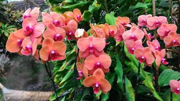 fleur d'orchidée orange dans le jardin photo
