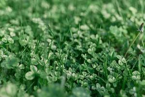 Frais vert feuilles de trèfle herbe et micro trèfle pour pelouse dans le des rayons de été lumière du soleil, paysage conception de une moderne terre terrain photo