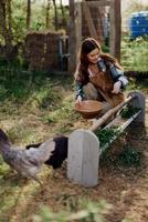 une femme travaux sur une ferme et alimente sa poulets en bonne santé nourriture, en mettant jeune, biologique herbe dans leur mangeoires à alimentation leur photo