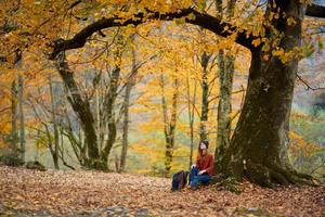 femme dans jeans chandail est assis en dessous de une arbre dans l'automne forêt et déchue feuilles modèle photo