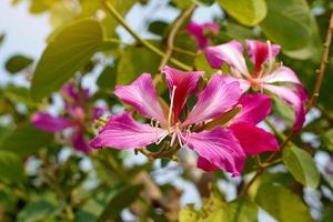 violet Bauhinia fleurs sont rose à magenta. le apparence de le fleur est similaire à cette de un orchidée. le feuilles sont seul, similaire à une cœur forme. doux et sélectif se concentrer. photo