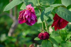 flétrissement rouge Rose fleurs dans leur beauté photo