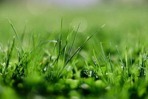 Frais printemps pelouse vert herbe croissance dans une Prairie photo