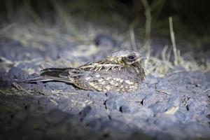 Indien engoulevent ou caprimulgus asiaticus observé dans rann de kutch dans Gujarat photo