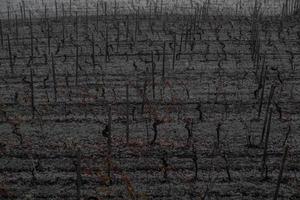 texture de vignoble Lignes dans le piémontais langhe dans le hiver de 2023 janvier photo