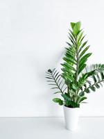 zamioculcas zamiifolia dans une blanc pot isolé photo