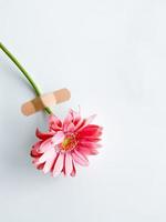 rose gerbera avec pièce et vide espace pour texte photo