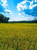 paysage de blé champ ferme champ et bleu ciel. photo