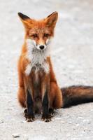 portrait de mignonne sauvage rouge Renard avec magnifique sournois yeux séance sur des pierres photo