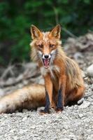 magnifique rouge Renard séance sur le des pierres photo