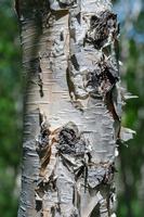 bouleau arbre tronc fermer sur été Contexte photo