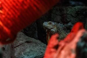 magnifique iguane lézard photo