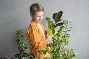 une mignonne garçon est en train d'étudier intérieur vert végétaux, soins pour fleurs. toucher ficus feuilles photo