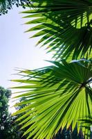 feuilles de palmier vertes photo