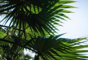 feuilles de palmier contre le ciel bleu