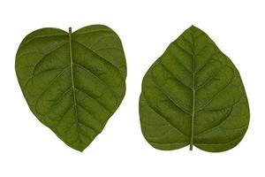 deux en forme de coeur vert feuilles isolé sur blanc Contexte photo