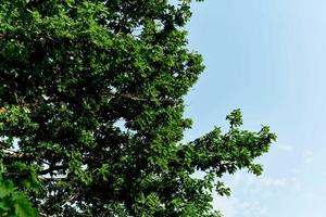 printemps fleurit de nature, vert Jeune feuilles de une arbre contre une bleu ensoleillé ciel photo