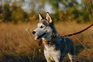 une chien de le rauque race des promenades dans la nature sur une laisse dans le parc, collage en dehors le sien langue de le chaleur et à la recherche dans le profil de le l'automne paysage photo