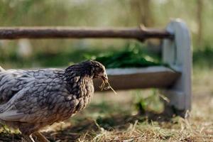 une gris poule picorer à Frais biologique alimentation de une ferme mangeoire tandis que permanent sur vert herbe dans le la nature photo