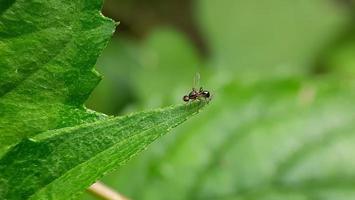 fourmi sur la feuille photo