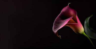 foncé calla lilly fleur dans noir Contexte ai généré photo