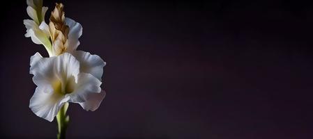 foncé blanc muflier fleur dans noir arrière-plan photo