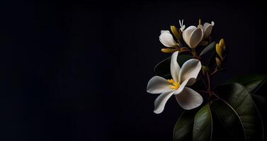 foncé blanc amaryllis fleur dans noir Contexte ai généré photo