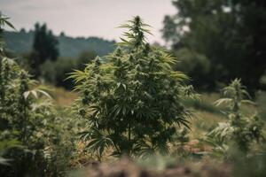 gros cannabis buisson, cultivation ferme médical marijuana plante génératif ai photo