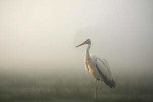 solitaire cigogne oiseau sur brumeux Matin champ génératif ai photo