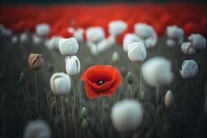 une champ avec blanc coquelicots et un rouge Floraison fleur génératif ai photo