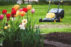 fauchage herbe dans cour, tulipes dans de face vert pelouse et électrique herbe tondeuse photo