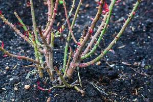 Rose arbuste taille dans printemps - Couper Rose buisson sans pour autant feuilles dans le jardin photo