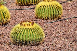 vert cactus les plantes photo