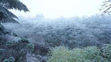 le congelé hiver vue avec le forêt et des arbres couvert par le la glace et blanc neige photo