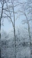 le congelé hiver vue avec le forêt et des arbres couvert par le la glace et blanc neige photo