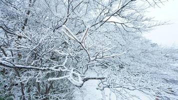 le congelé hiver vue avec le forêt et des arbres couvert par le la glace et blanc neige photo